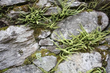 Taşlarla arka plan. Taş duvar ile Locarno çim.