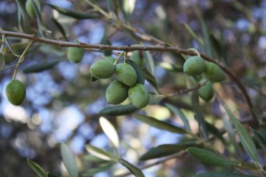 Bahçe treein zeytin