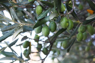 Bahçe treein zeytin