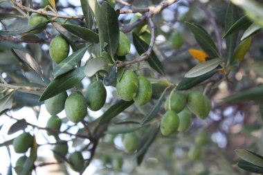Bahçe treein zeytin