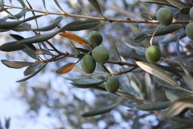 Bahçedeki zeytin ağacı