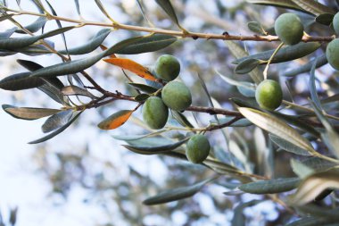 Bahçedeki zeytin ağacı