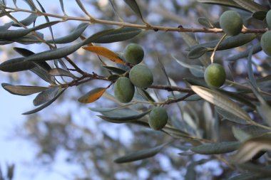 Bahçedeki zeytin ağacı
