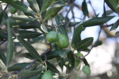 Bahçedeki zeytin ağacı