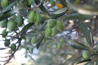 Bahçedeki zeytin ağacı