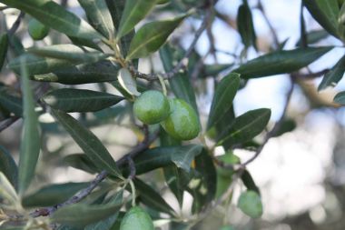 Bahçedeki zeytin ağacı