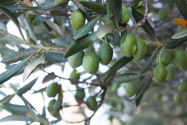 Bahçedeki zeytin ağacı
