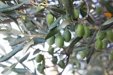 Bir şube zeytin ağacı bahçede yeşil zeytin ile.