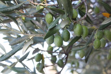 Bir şube zeytin ağacı bahçede yeşil zeytin ile.