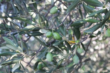 Bir şube zeytin ağacı bahçede yeşil zeytin ile.