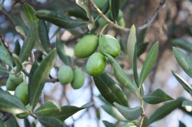 Bir şube zeytin ağacı bahçede yeşil zeytin ile.