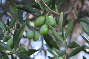 Bir şube zeytin ağacı bahçede yeşil zeytin ile.