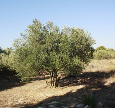 Yaz bahçesinde zeytin.