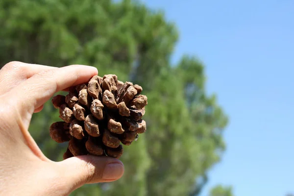 Italien pine cone pinea — Stockfoto