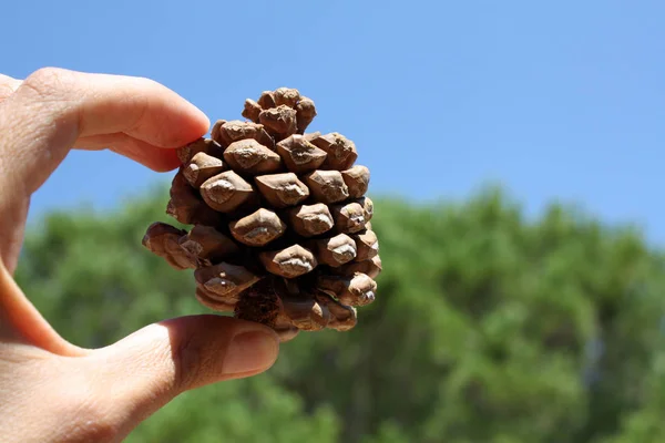 Pinheiro Italiano Cone Pinea — Fotografia de Stock