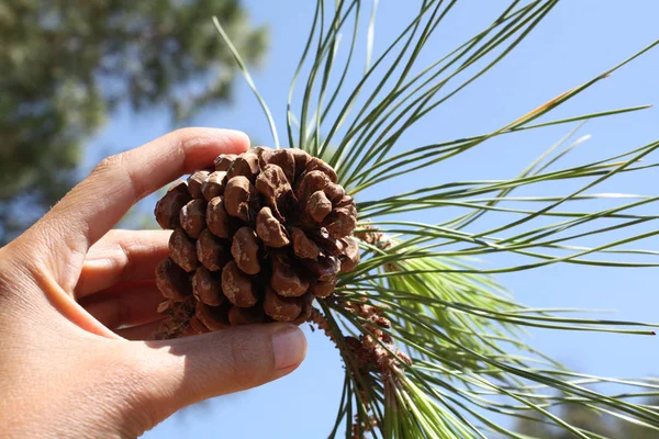 Pinheiro italiano cone pinea — Fotografia de Stock