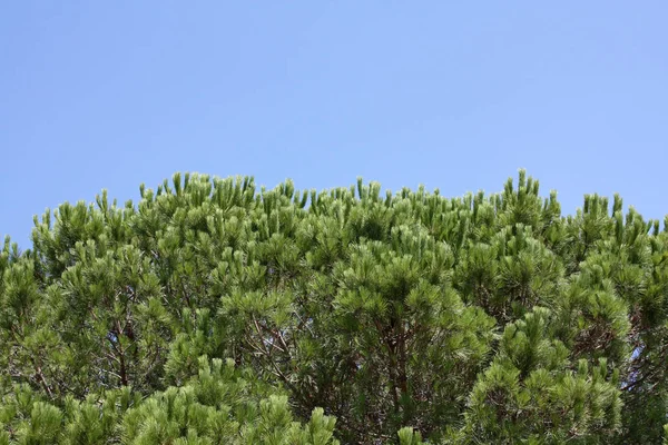 Pino pinea albero italiano — Foto Stock