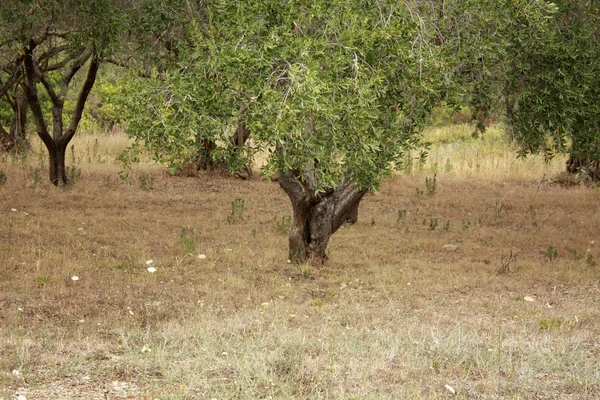 Zeytin Bahçesi yaz aylarında. Güneşli bir gün. Dalmaçya.