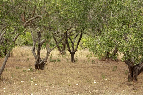 Zeytin Bahçesi yaz aylarında. Güneşli bir gün. Dalmaçya.