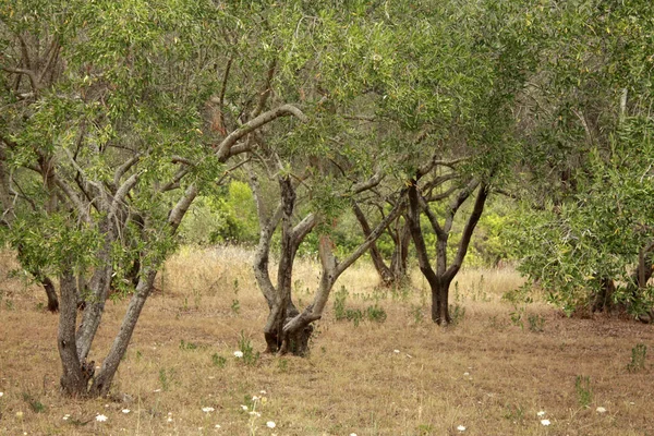 Zeytin Bahçesi yaz aylarında. Güneşli bir gün. Dalmaçya.