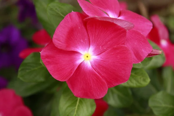 Kırmızı Çiçekler Makro Bahçede Petunya — Stok fotoğraf