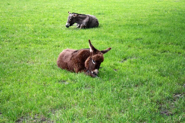 Bébé Âne Relaxant Sur Herbe Verte — Photo