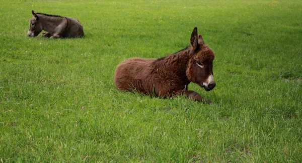 Eselbaby Entspannt Sich Grünen Gras — Stockfoto