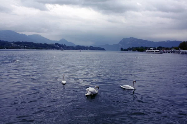 Luzern Gölü'beyaz kuğu. İsviçre.