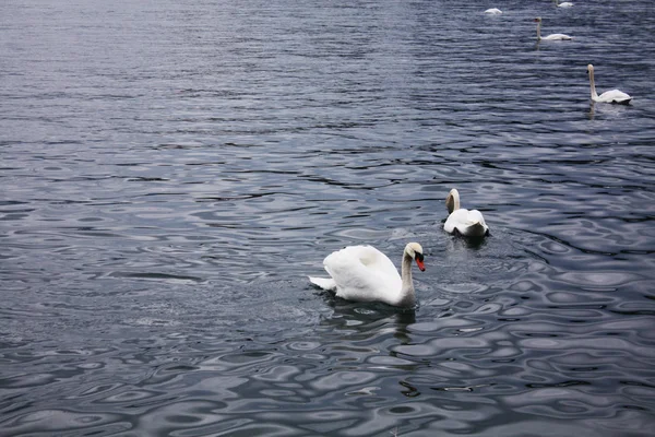ホワイトは ルツェルンの湖で白鳥します スイス — ストック写真