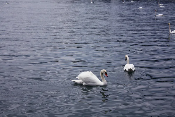 Luzern Gölü'beyaz kuğu. İsviçre.