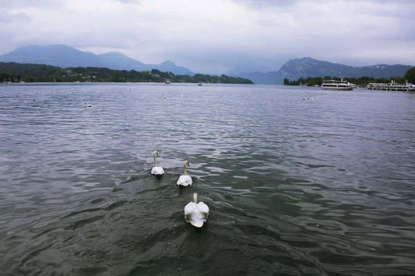 Luzern Gölü'beyaz kuğu. İsviçre.