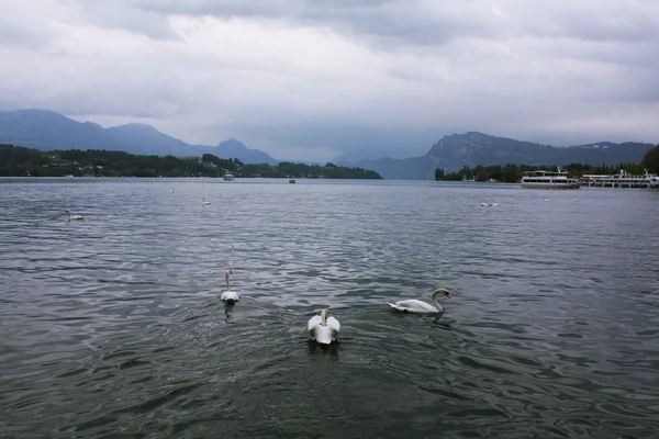 Luzern Gölü'beyaz kuğu. İsviçre.