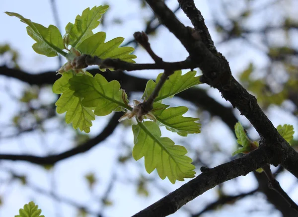 アルプス カシの葉に樫の木 — ストック写真