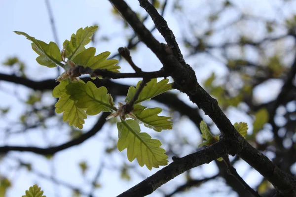 Eski meşe ormanında İsviçre