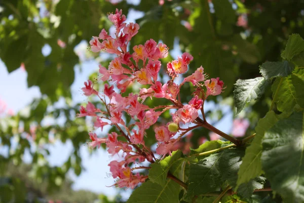 Castaño rosado floreciendo en primavera —  Fotos de Stock