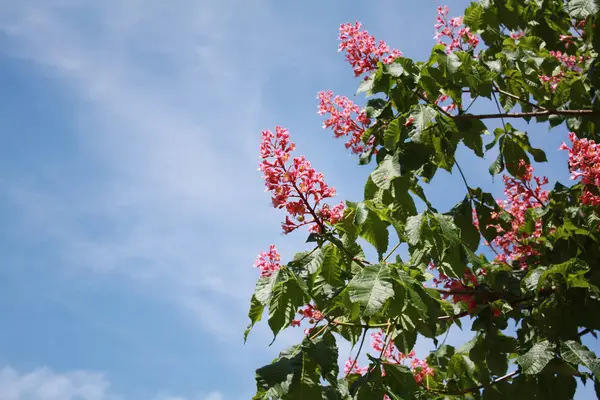 Rosafarbene Kastanien blühen im Frühling — Stockfoto