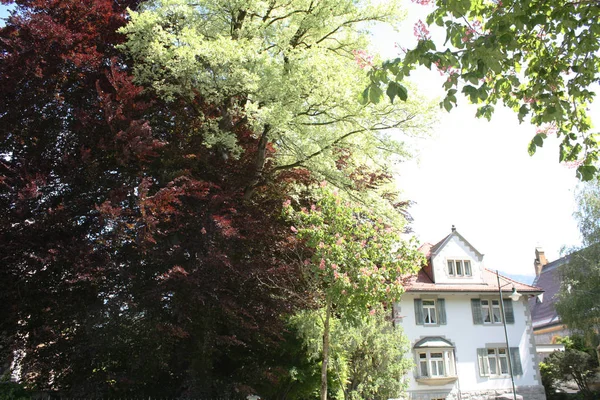 Park Zomer Zwitserland — Stockfoto