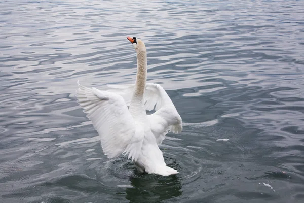 Белые Лебеди Озере — стоковое фото
