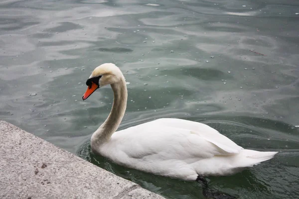 Cisnes Brancos Lago — Fotografia de Stock