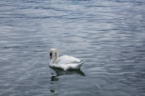 Witte Zwanen Het Meer — Stockfoto