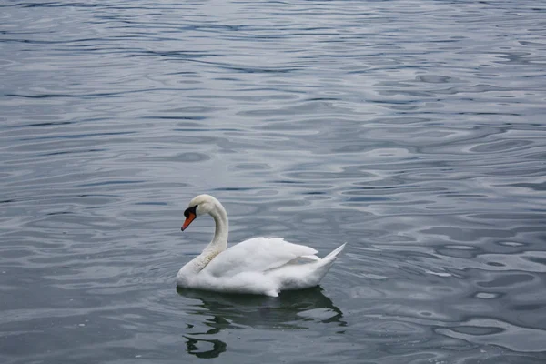 Cygnes Blancs Dans Lac — Photo