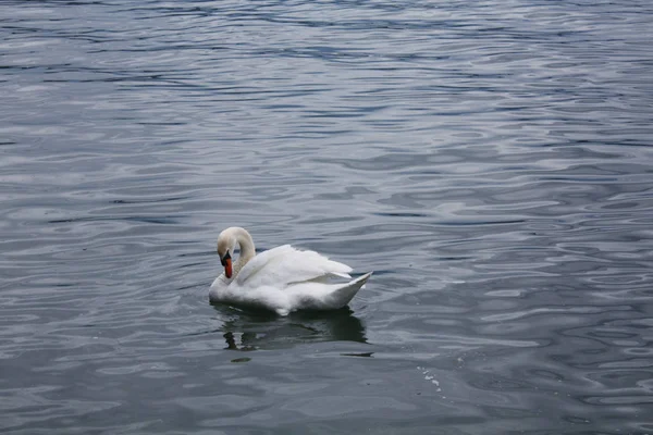 Cygnes Blancs Dans Lac — Photo