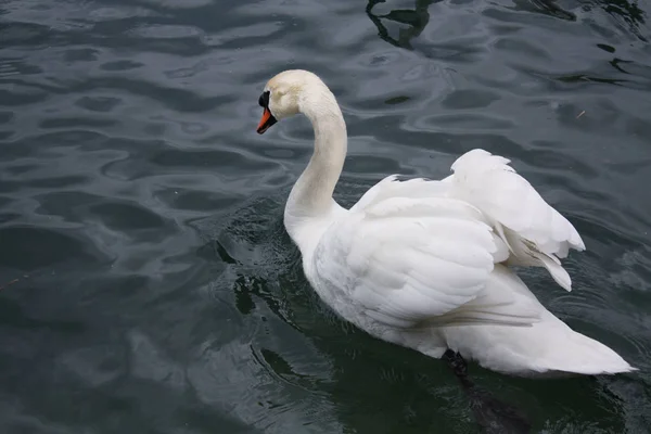 Cisnes Brancos Lago — Fotografia de Stock