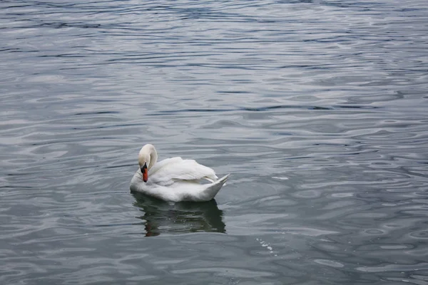 湖の白い白鳥は — ストック写真