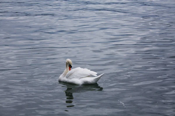Gölde beyaz kuğular