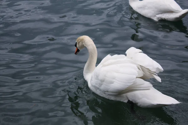 White Swans Lake — Stock Photo, Image