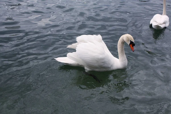 White Swans Lake — Stock Photo, Image