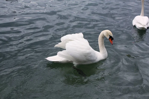 White Swans Lake — Stock Photo, Image