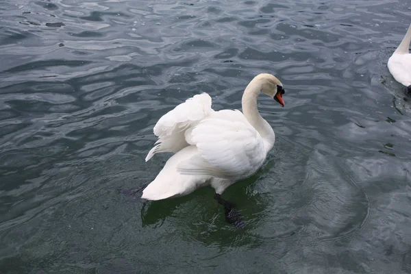 White Swans Lake — Stock Photo, Image