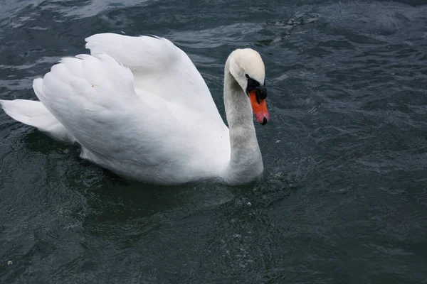 Cisnes blancos en el lago — Foto de Stock